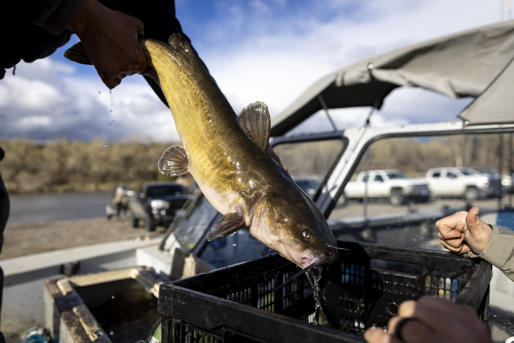Yellowstone Challenge Catfish Tournament